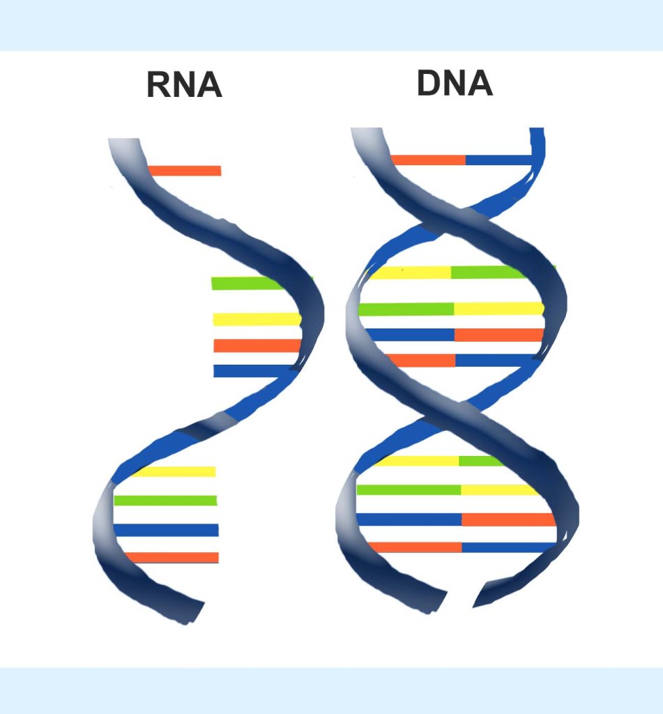 printable RNA and DNA