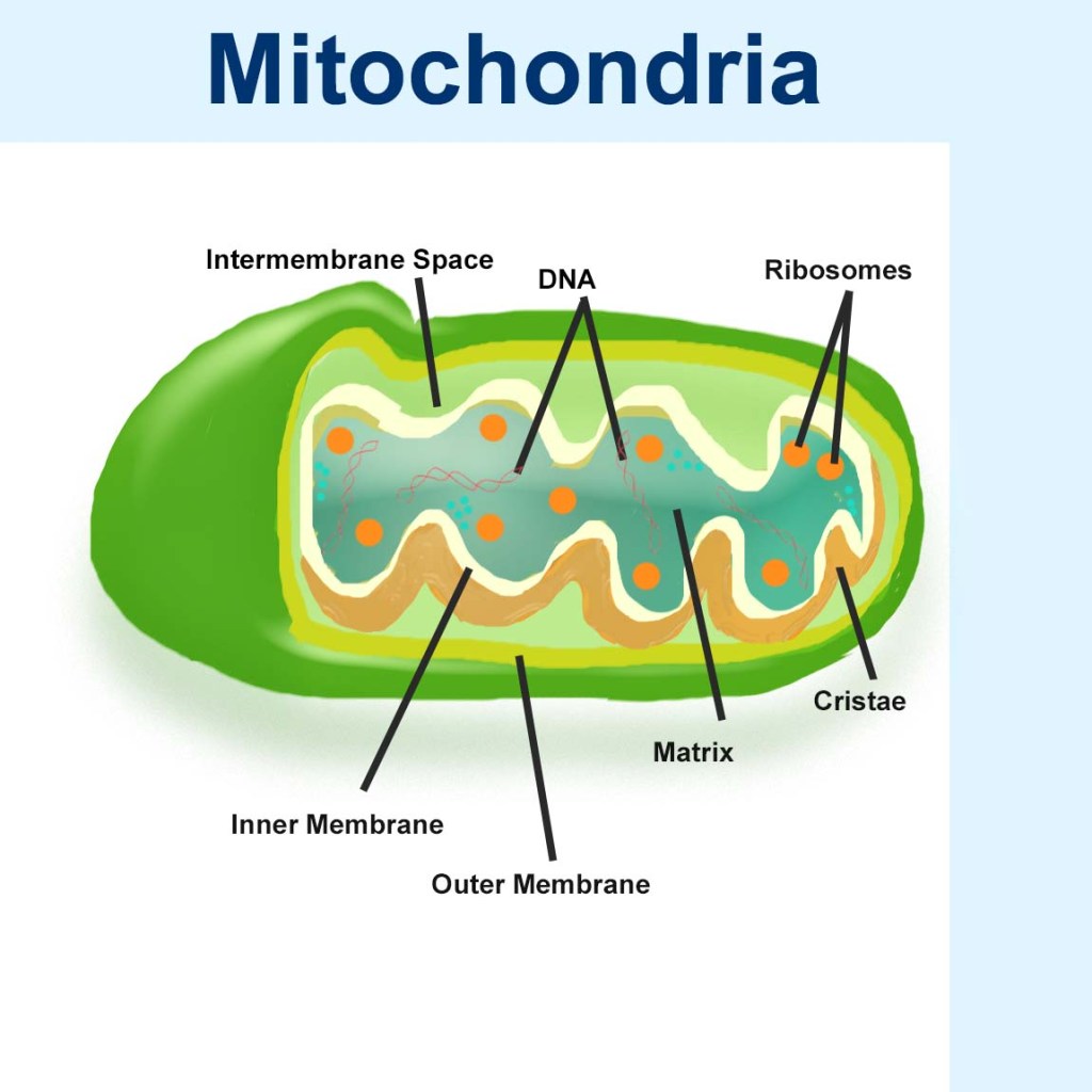 Printable mitochondria template